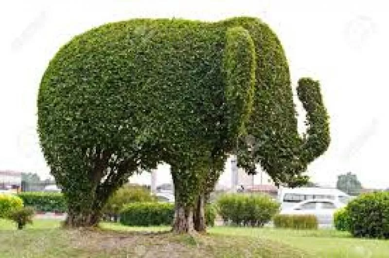 Декоративна стрижка туй — надаємо саду ідеальної форми! 2