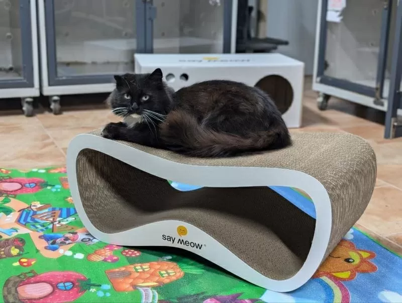 Котоготель у центрі Києва – турбота,  комфорт і любов для вашого улюбле