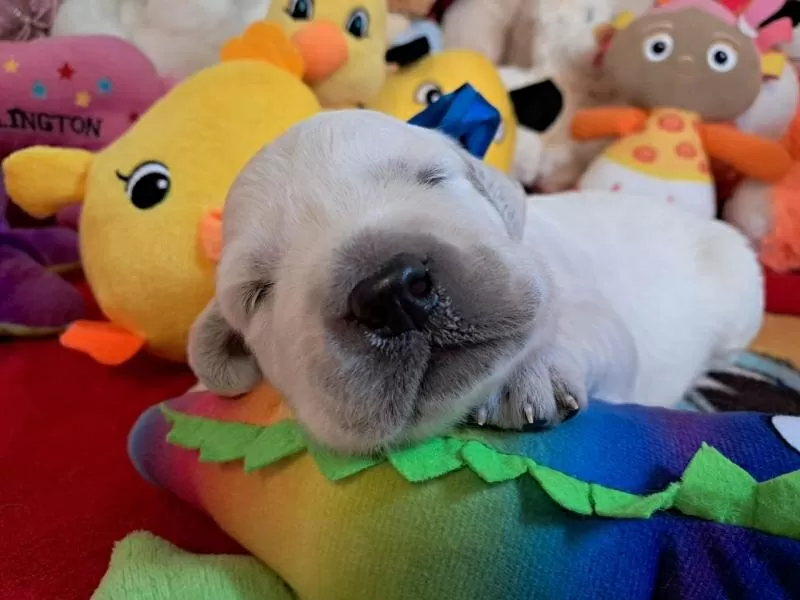 Цуценята золотистого ретрівера Ot Bahur Киев