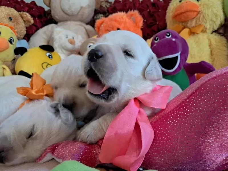 Цуценята золотистого ретрівера Ot Bahur Киев 3