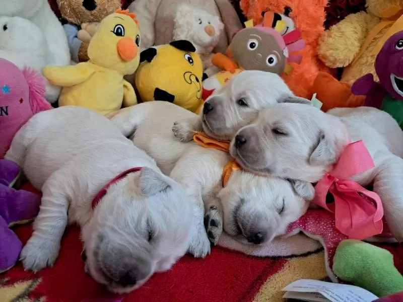 Цуценята золотистого ретрівера Ot Bahur Киев 4