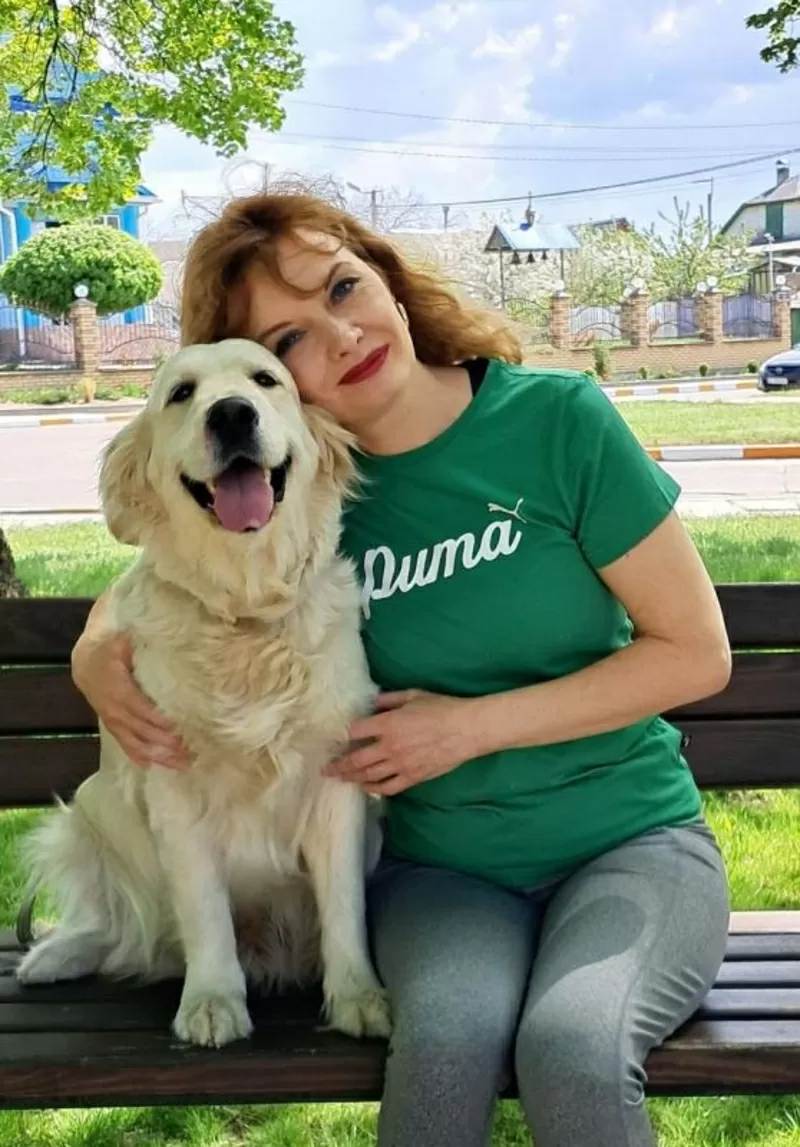 Цуценята золотистого ретрівера Ot Bahur Киев 5