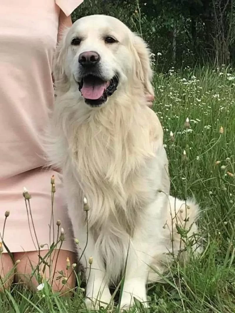 Цуценята золотистого ретрівера Ot Bahur Киев 6