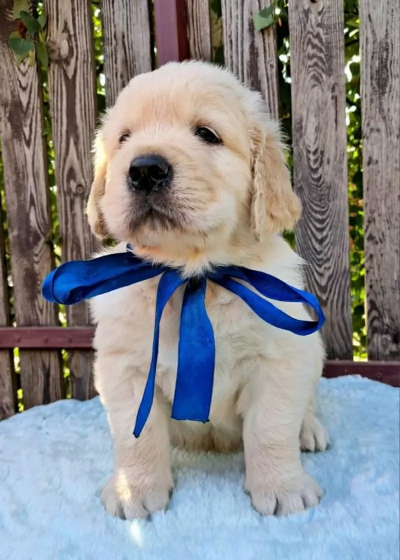 Ot Bahur цуценята золотистого ретрівера.