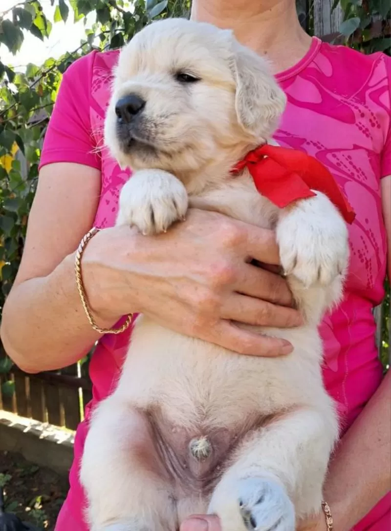 Ot Bahur цуценята золотистого ретрівера. 2