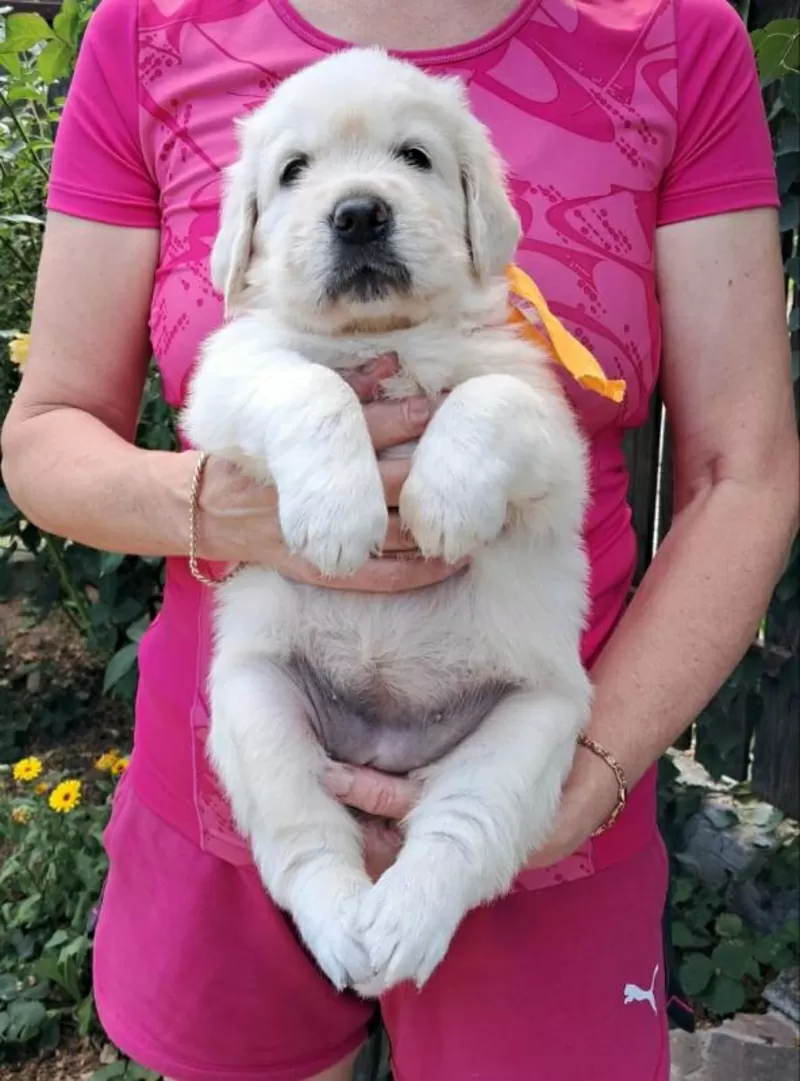 Ot Bahur цуценята золотистого ретрівера. 3