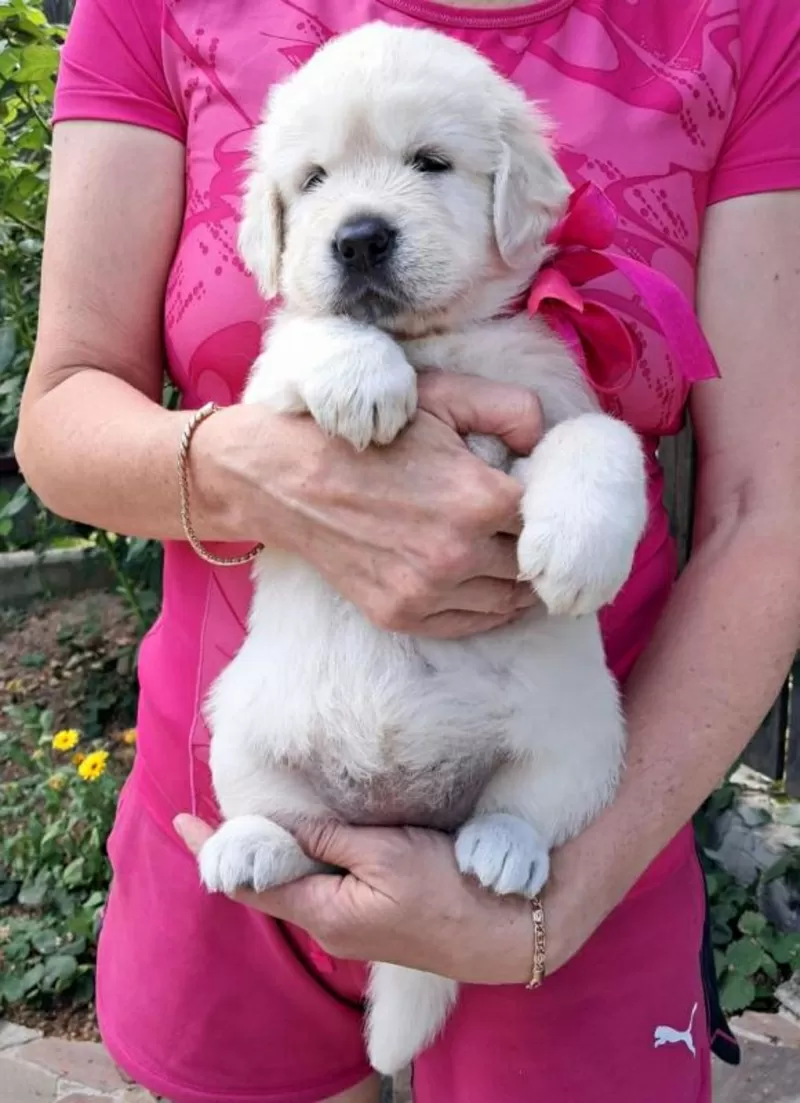 Ot Bahur цуценята золотистого ретрівера. 6