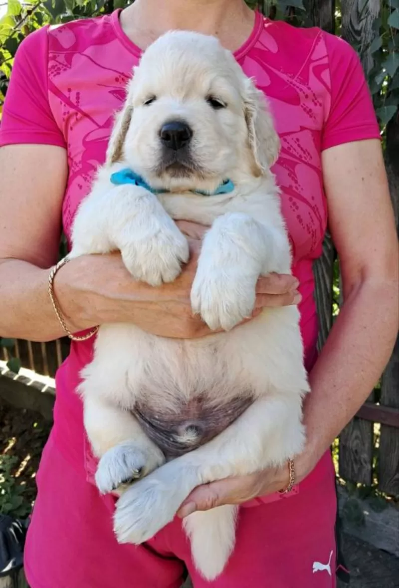 Ot Bahur цуценята золотистого ретрівера. 5