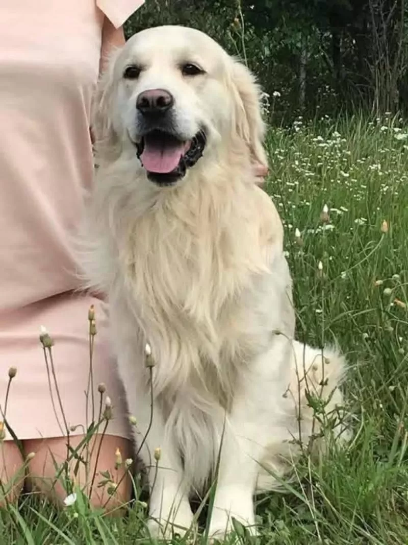 Ot Bahur цуценята золотистого ретрівера. 7