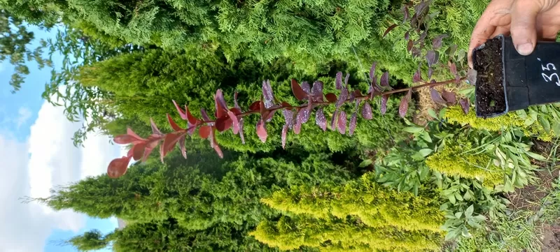 Вкорінені живці гортензій та барбарисів 2