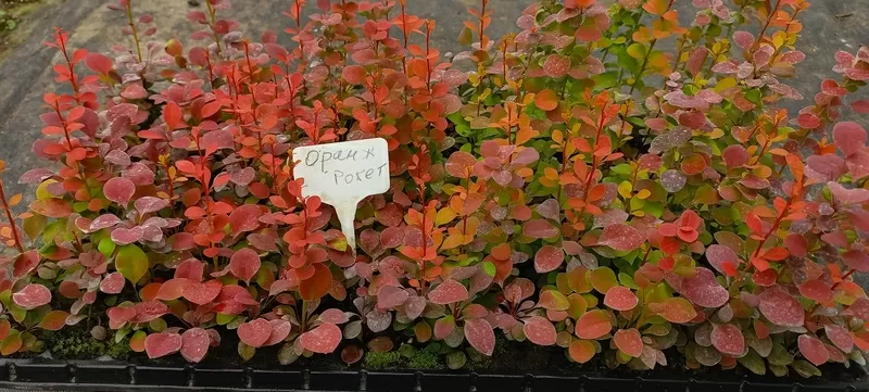 Вкорінені живці гортензій та барбарисів