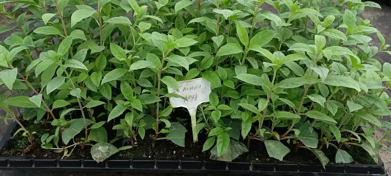 Вкорінені живці гортензій та барбарисів 4