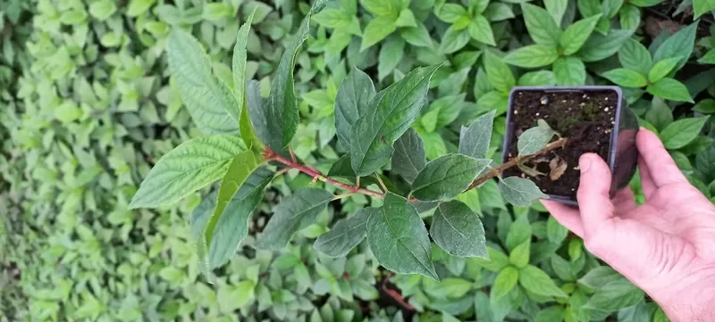 Вкорінені живці гортензій та барбарисів 3