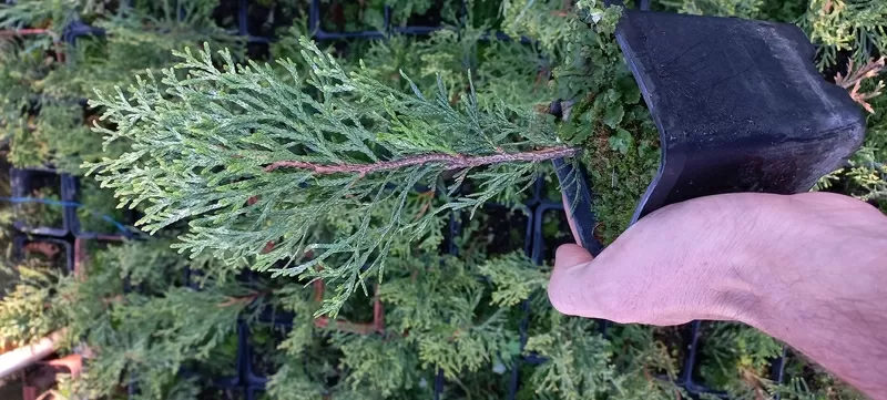 Вкорінені живці гортензій та барбарисів 5