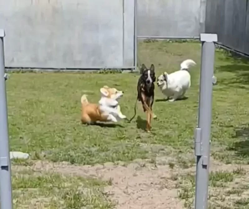 Затишна перетримка собак із великим досвідом