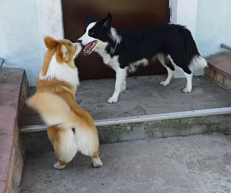 Затишна перетримка собак із великим досвідом 2