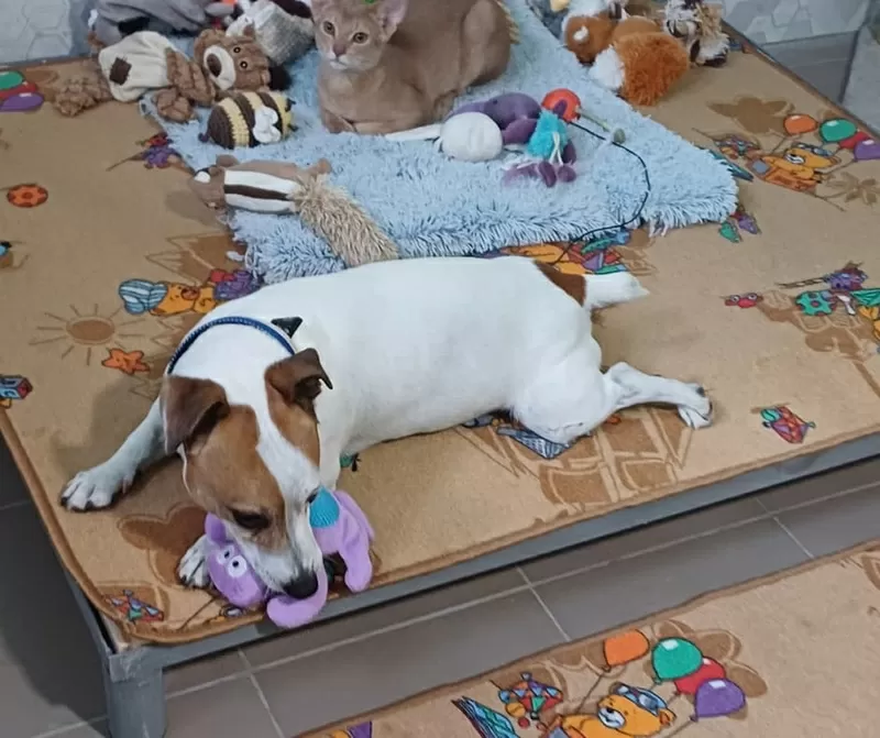 Затишна перетримка собак із великим досвідом 3