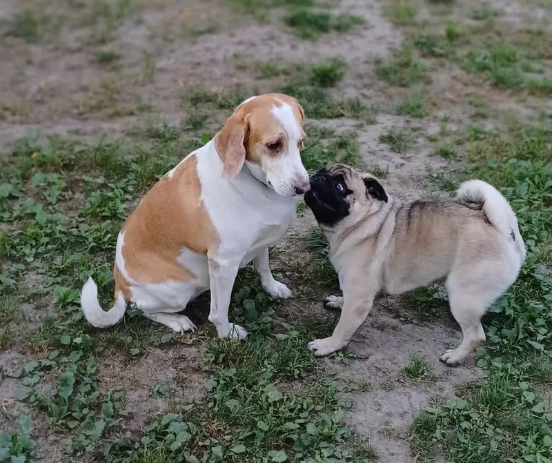 Затишна перетримка собак із великим досвідом 4