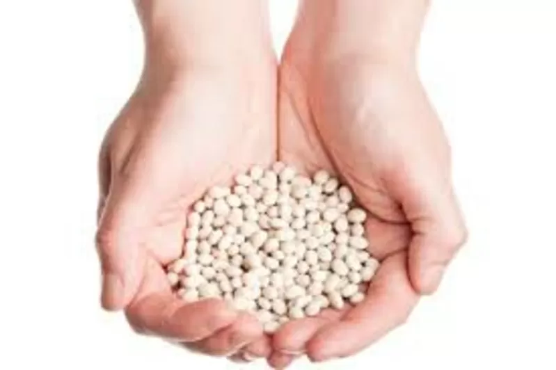 Насіння квасолі. Форвардні контракти. Гарантований викуп врожаю