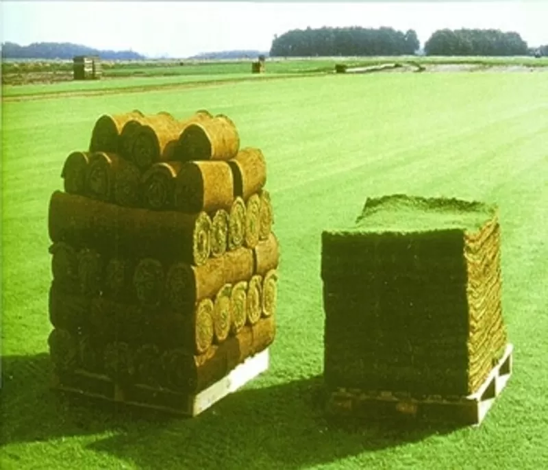 Проект производственного участка по изготовлению рулонных газонов