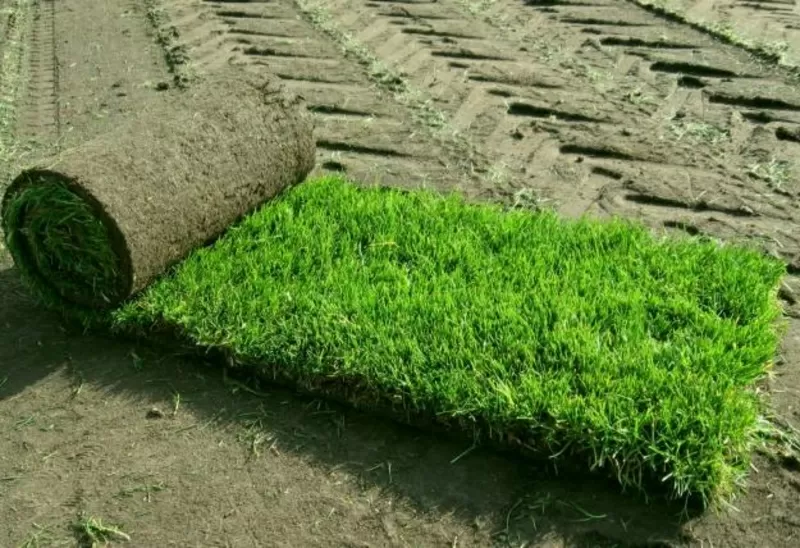 Проект производственного участка по изготовлению рулонных газонов 4