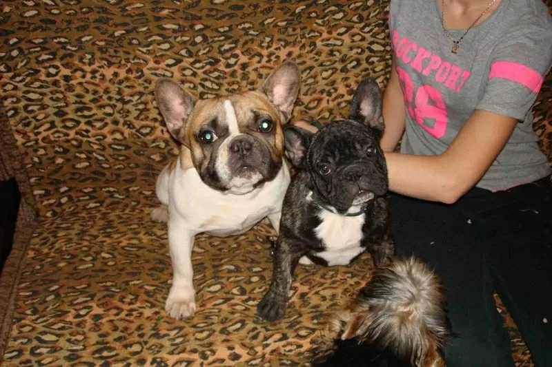 французский бульдог,  щенки различных окрасов