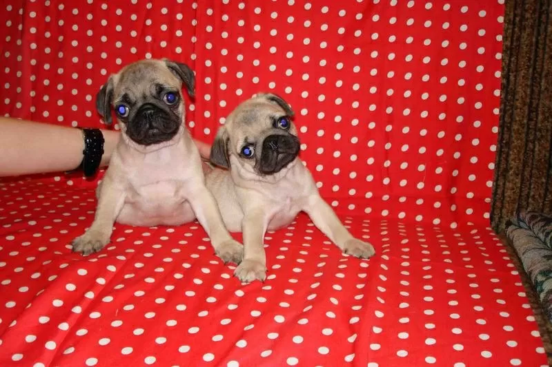 мопс,  щенки предлагает питомник 