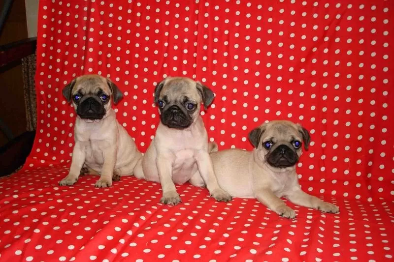 мопс,  щенки предлагает питомник 