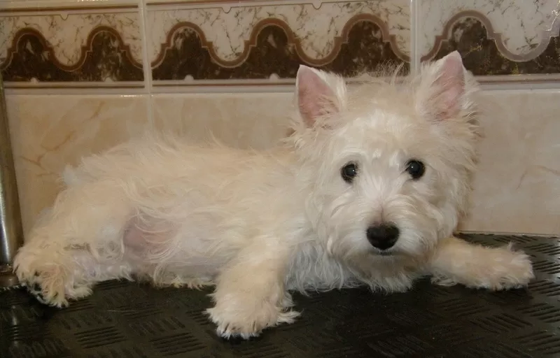 ПРОДАЖА ЩЕНКОВ ВЕСТ ХАЙЛЕНД  УАЙТ  ТЕРЬЕР /West Highland White Terrier / ве 2