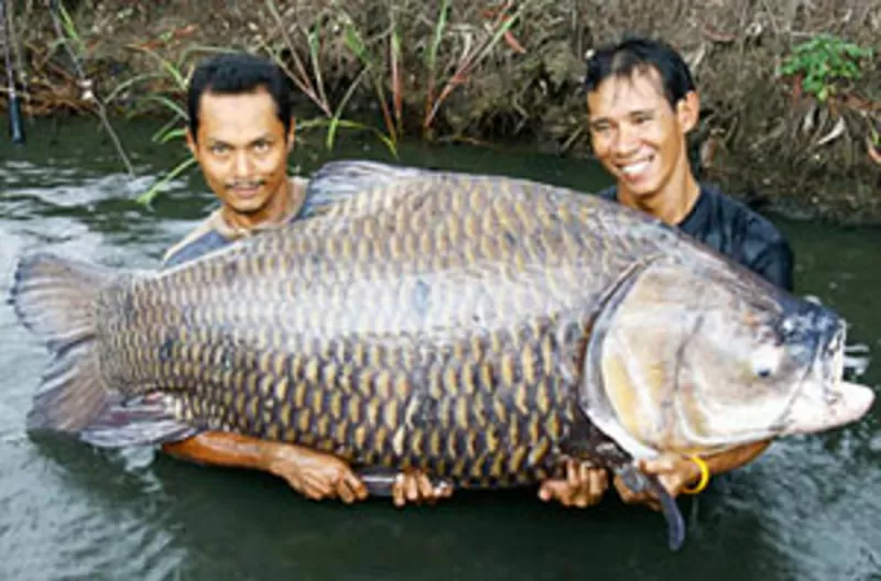 Каждый рыболов - может оценить кораблики - «Carpboat» 5