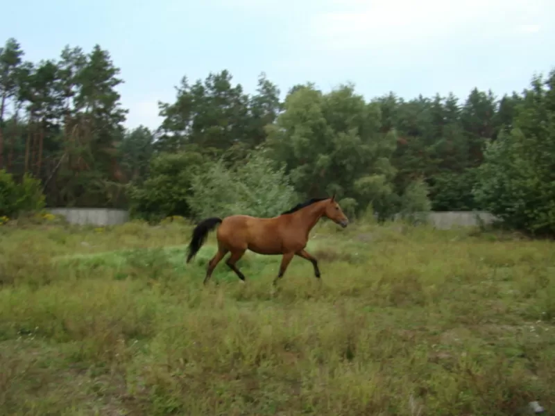 Продам лошадь Украинская верховая,   7 лет. 