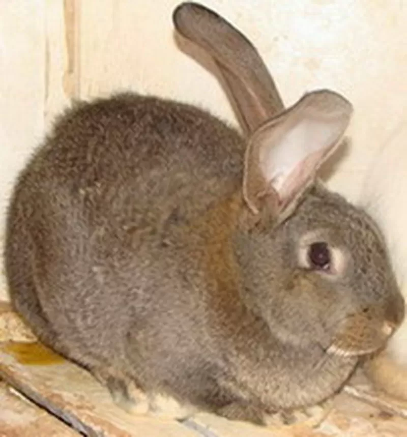 ПРОДАМ КРОЛЕЙ ПОРОДЫ СЕРЫЙ ВЕЛИКАН ФЛАНДЕР И БЕЛЫЙ ВЕЛИКАН