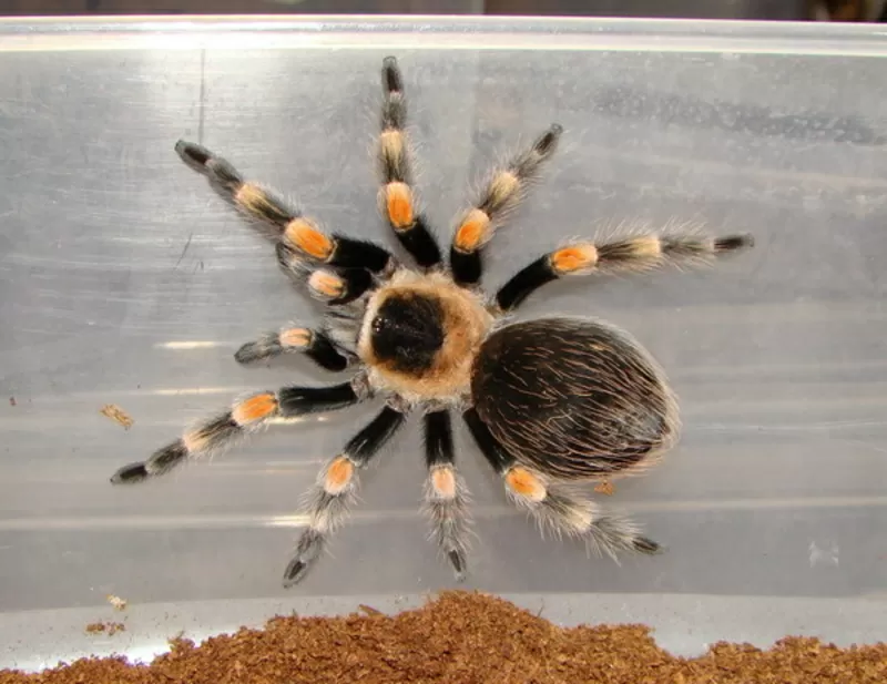 Продам самок и самцов пауков птицеедов Brachypelma smithi