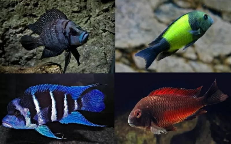 Разнообразные цихлиды озер Танганика, Малавия, Америки и другие виды рыб