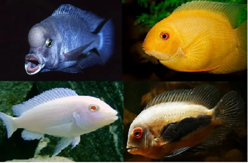 Разнообразные цихлиды озер Танганика, Малавия, Америки и другие виды рыб 2