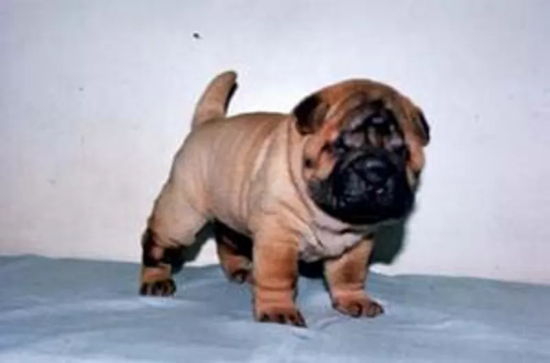 Шарпей щенки.