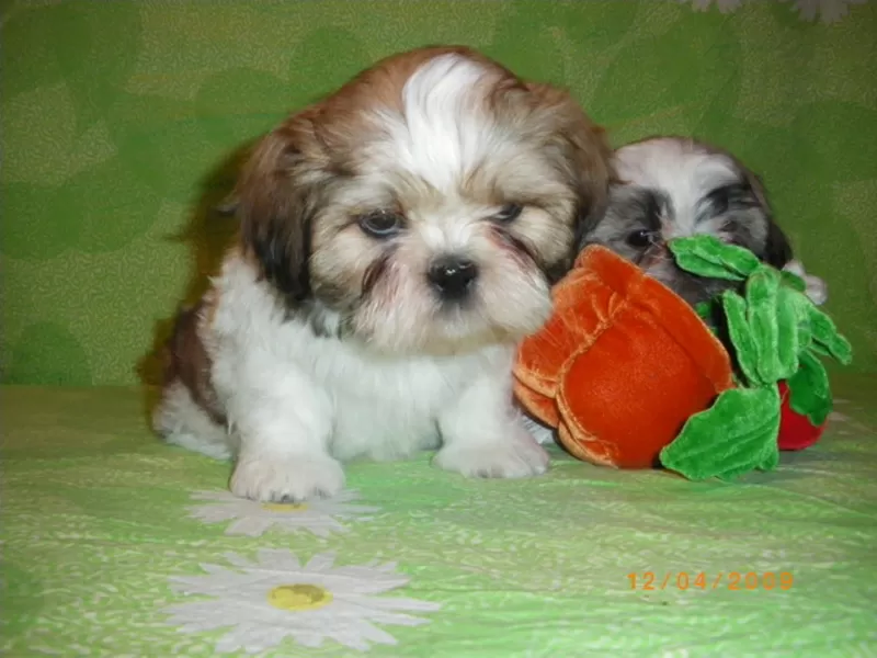 щенки ши-тцу