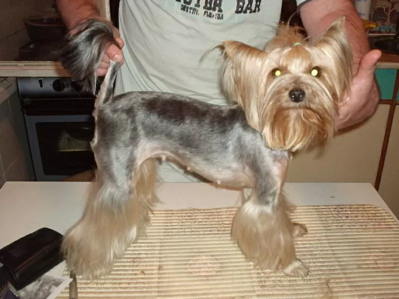 Стрижка собак и кошек без наркоза!!!