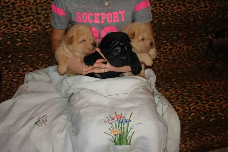 шар-пей, щенки шоколадного и рыжего  окрасов