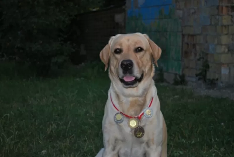 Лабрадор Ретривер кобель Вязка