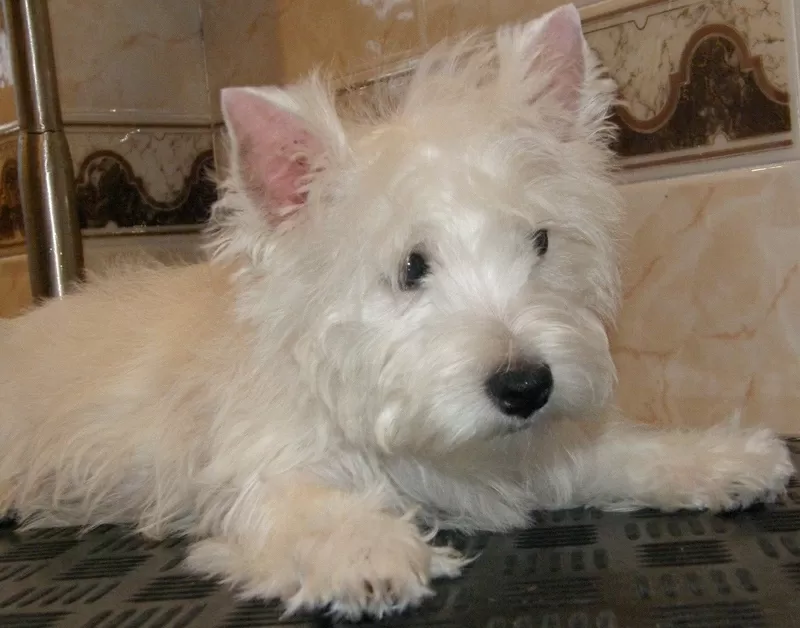 ПРОДАЖА ЩЕНКОВ ВЕСТ ХАЙЛЕНД  УАЙТ  ТЕРЬЕР /West Highland White Terrier / ве