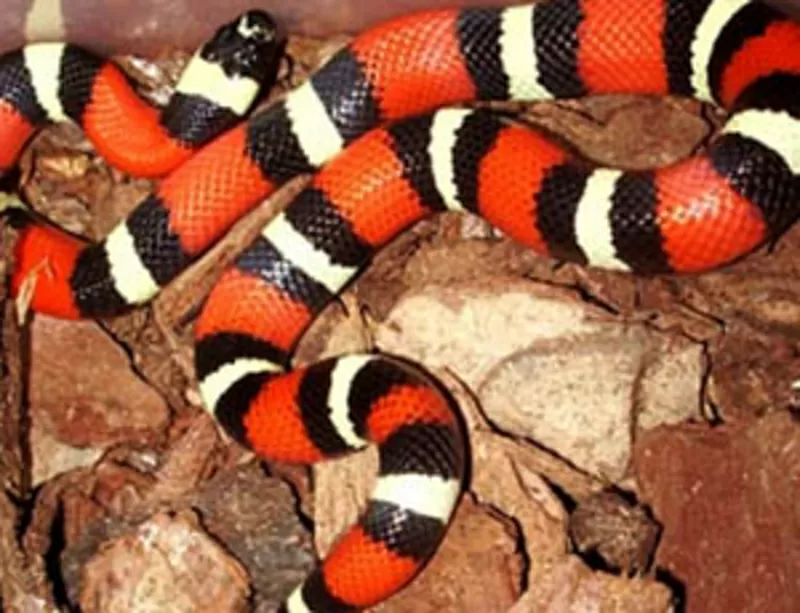 Молочная змея - разные виды и размеры 3