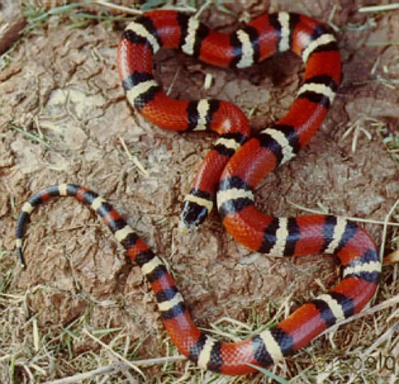 Молочная змея - разные виды и размеры 4