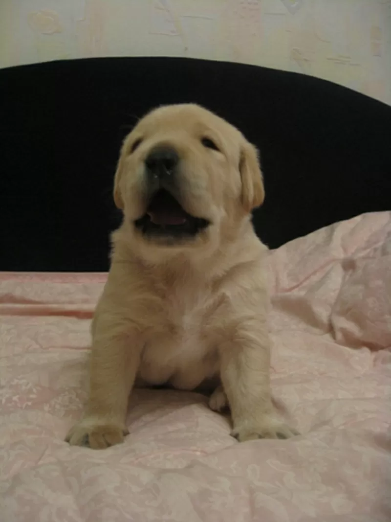 Щенок Лабрадора - Ретривера палевый мальчик