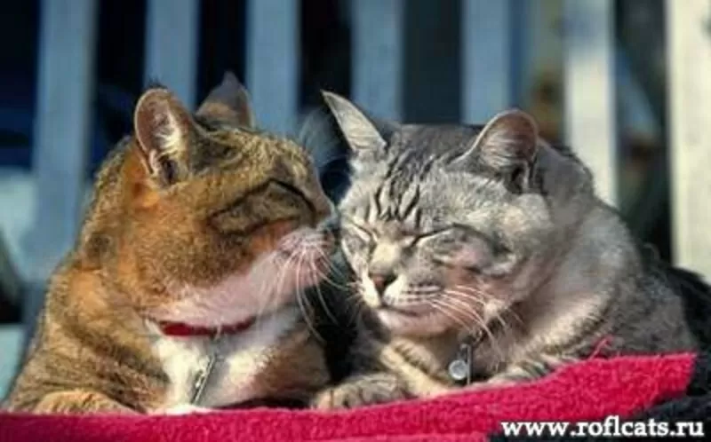 Ветеринарная помощь с выездом на дом. Киев,  Киевская область.