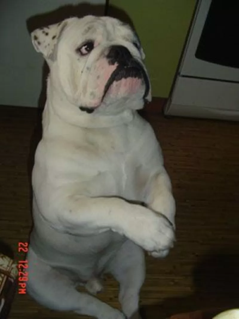 Ветеринарная помощь с выездом на дом. Киев,  Киевская область. 2