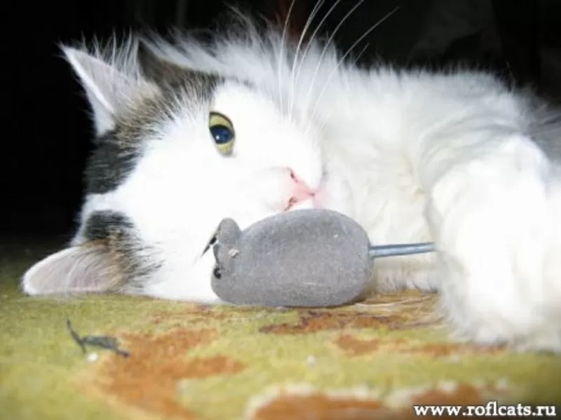 Ветеринарная помощь с выездом на дом. Киев,  Киевская область. 3