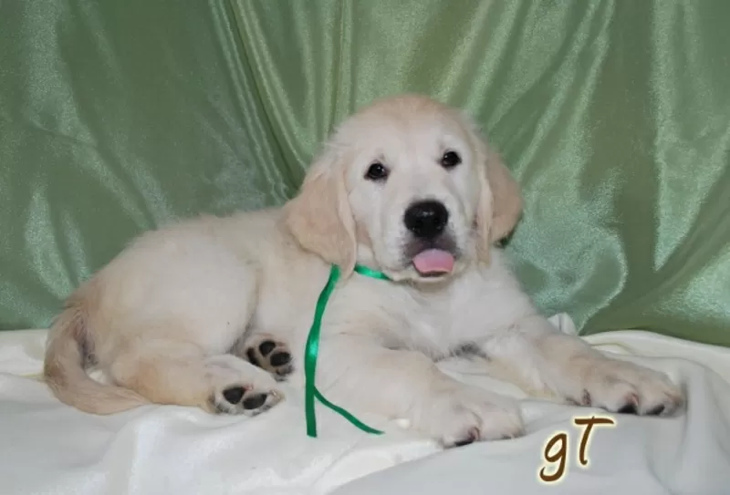 Щенки Золотистого (голден) Ретривера