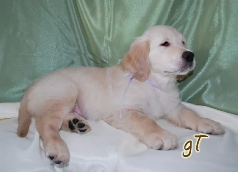 Щенки Золотистого (голден) Ретривера 2