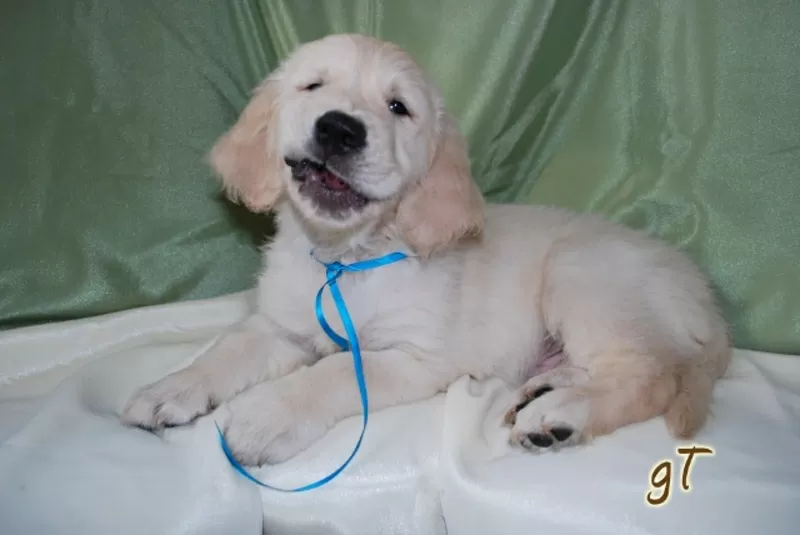 Щенки Золотистого (голден) Ретривера 3